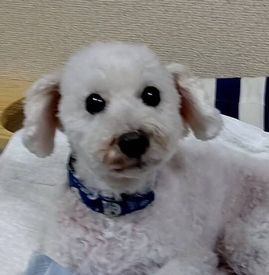 こころみたすペット思い出セレモニーにて葬儀したペットちゃん | ハッピーちゃん