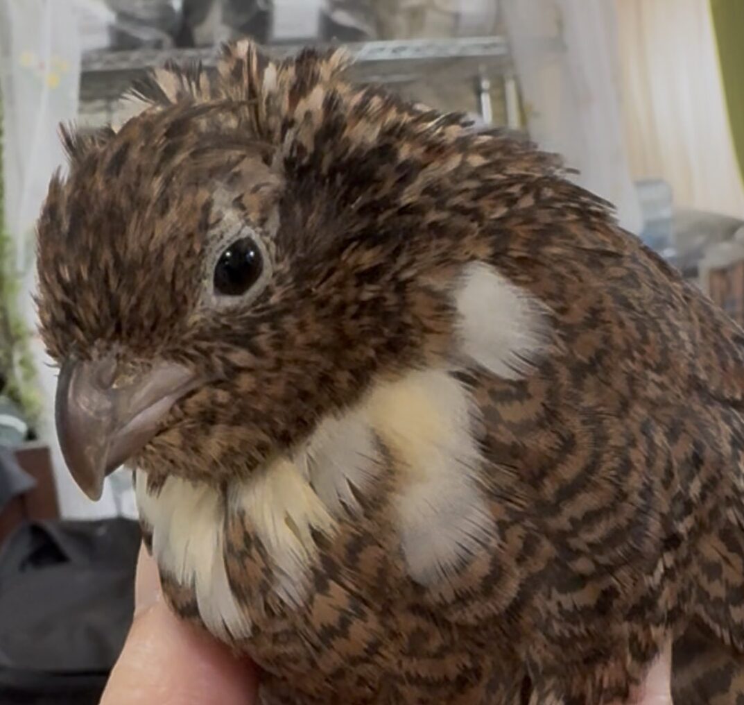 こころみたすペット思い出セレモニーにて葬儀したペットちゃん | キャビィちゃん