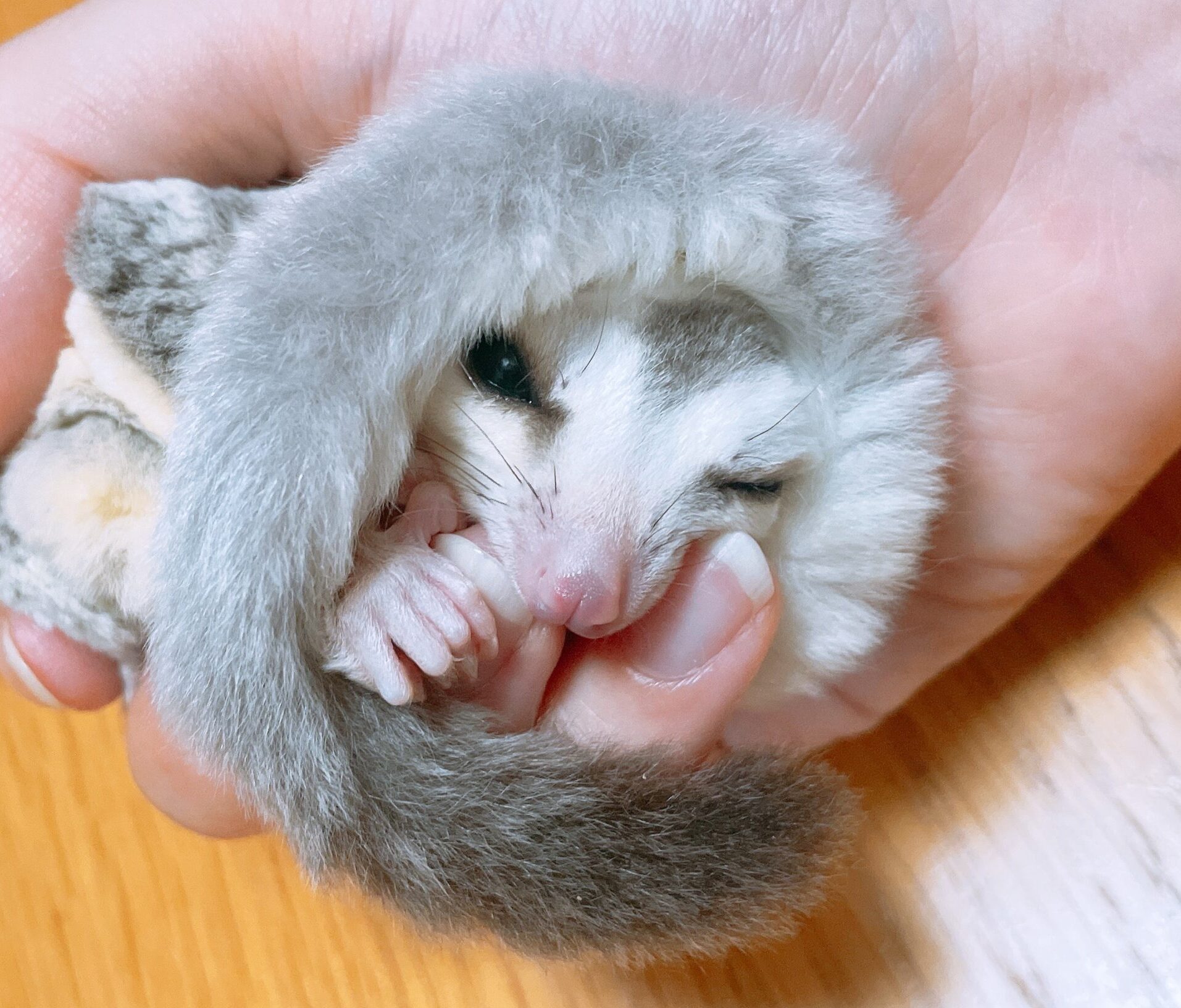 こころみたすペット思い出セレモニーにて葬儀したペットちゃん | 雫ちゃん