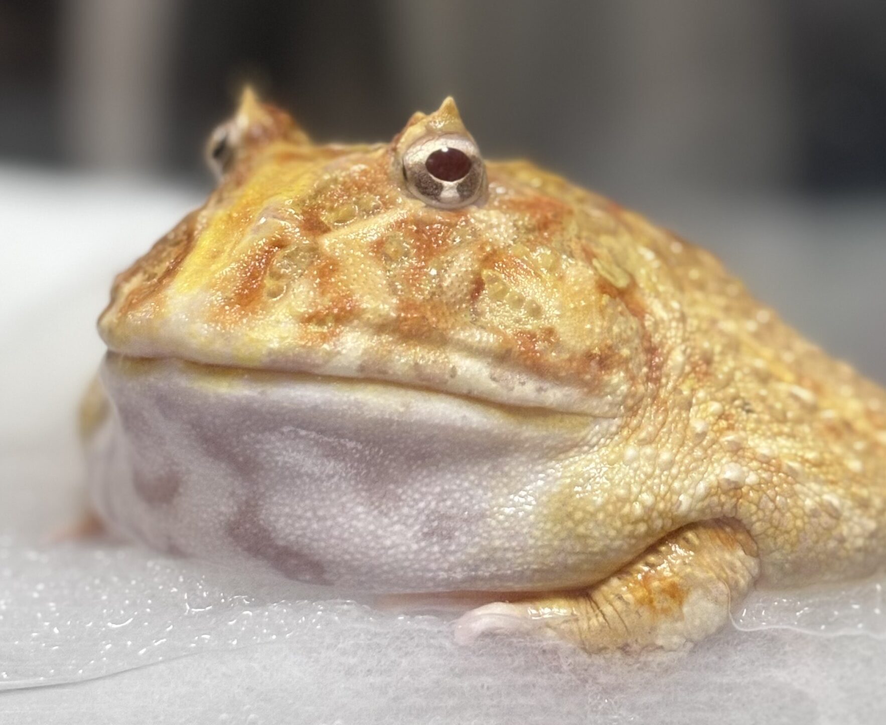 こころみたすペット思い出セレモニーにて葬儀したペットちゃん | ゆずちゃん