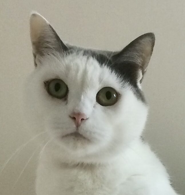 こころみたすペット思い出セレモニーにて葬儀したペットちゃん | つくだにちゃん