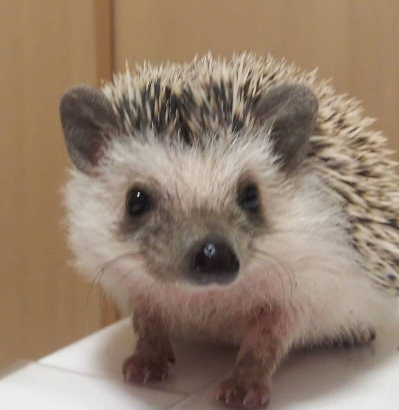 こころみたすペット思い出セレモニーにて葬儀したペットちゃん | モコくん