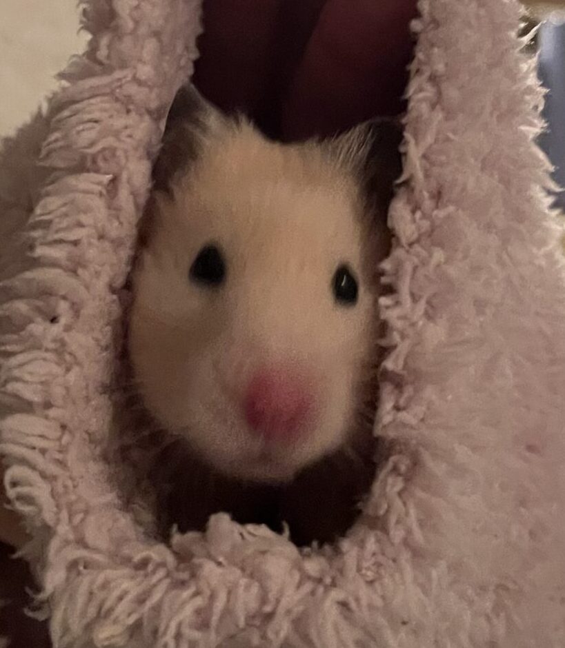 こころみたすペット思い出セレモニーにて葬儀したペットちゃん | まめちゃん