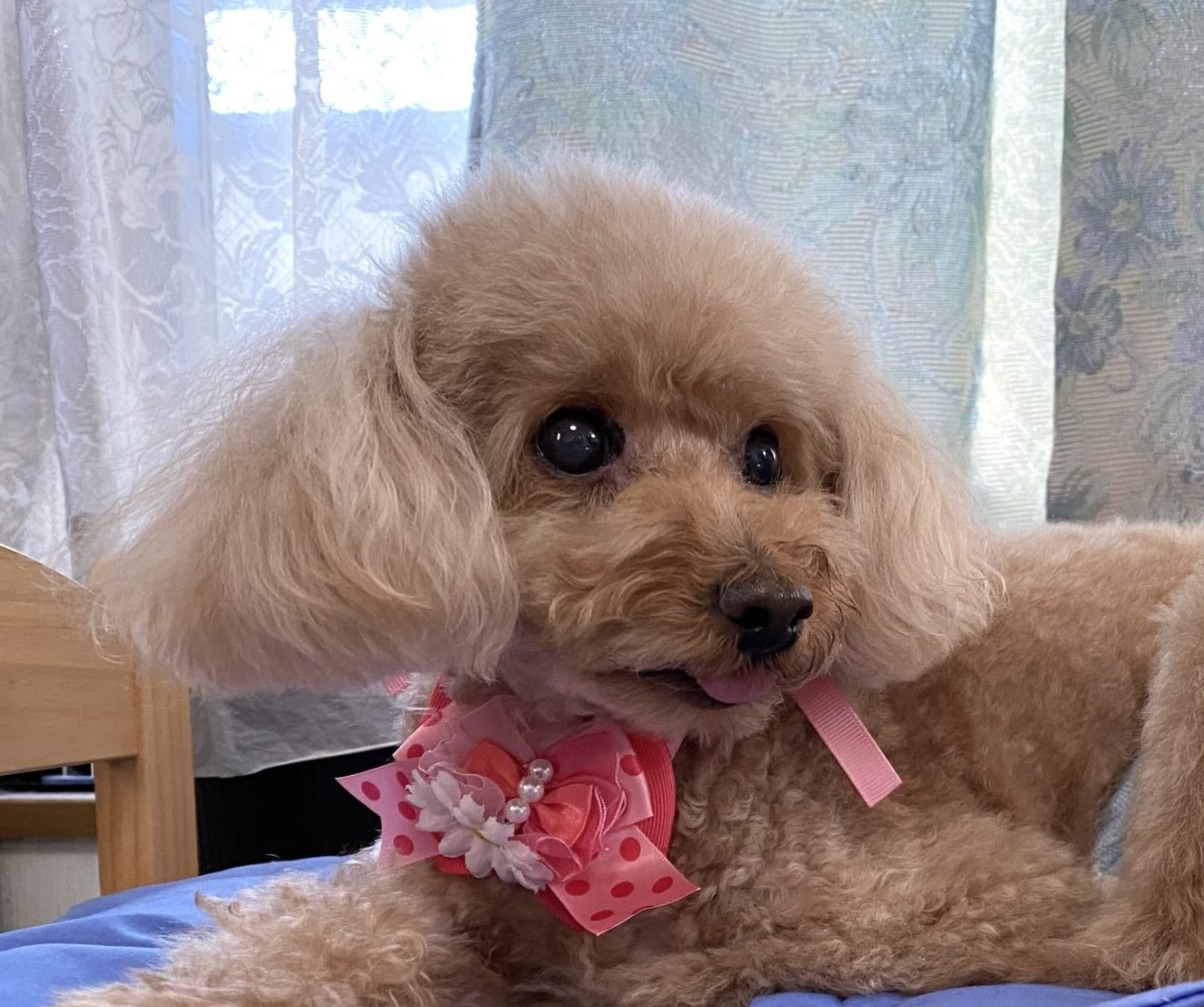 こころみたすペット思い出セレモニーにて葬儀したペットちゃん | くぅちゃん