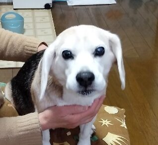 こころみたすペット思い出セレモニーにて葬儀したペットちゃん | ビーちゃん