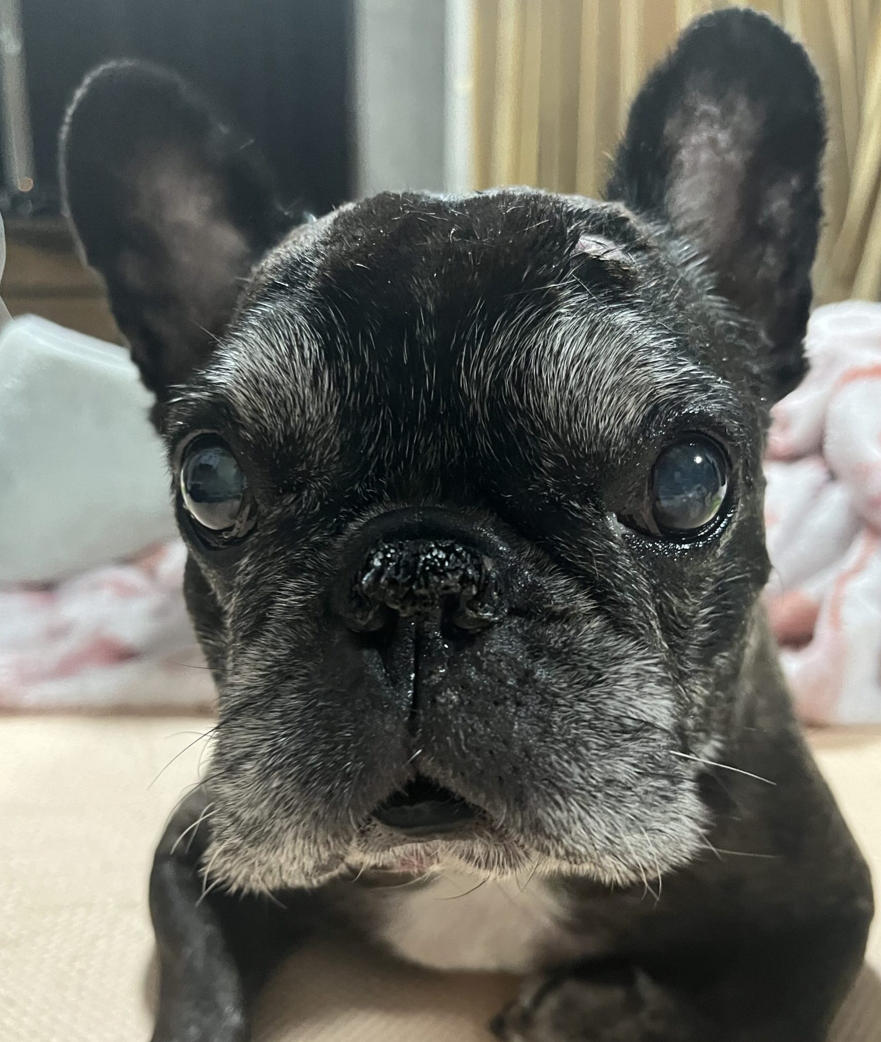 こころみたすペット思い出セレモニーにて葬儀したペットちゃん | ハナちゃん