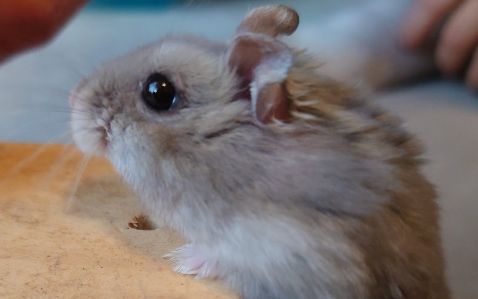 こころみたすペット思い出セレモニーにて葬儀したペットちゃん | チッチちゃん