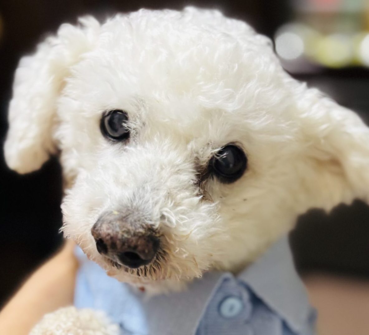 こころみたすペット思い出セレモニーにて葬儀したペットちゃん | 和豆希くん
