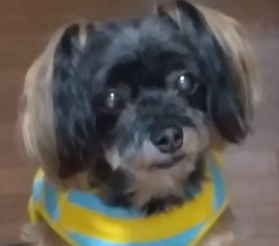 こころみたすペット思い出セレモニーにて葬儀したペットちゃん | さくらちゃん