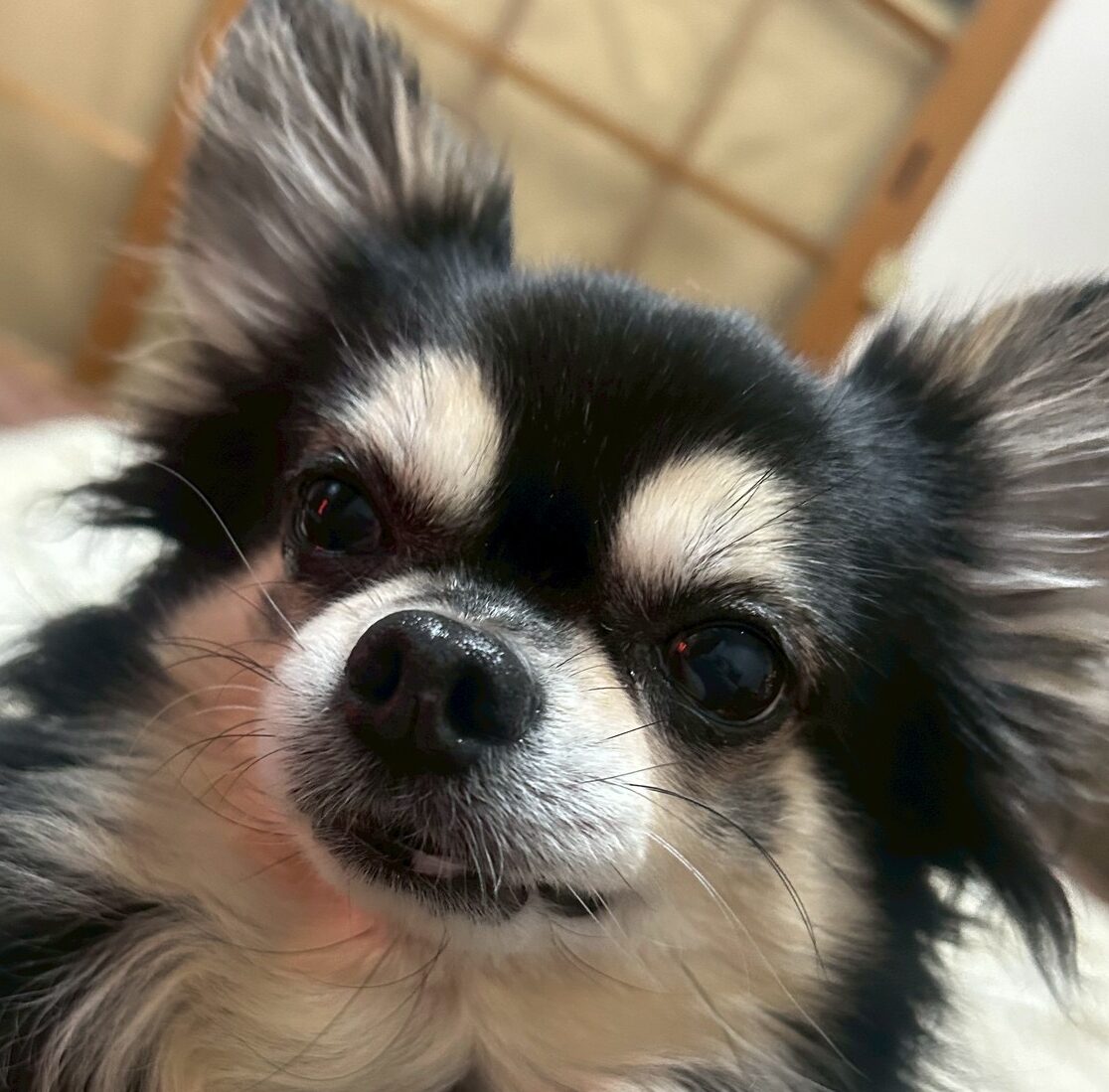 こころみたすペット思い出セレモニーにて葬儀したペットちゃん | リックンくん