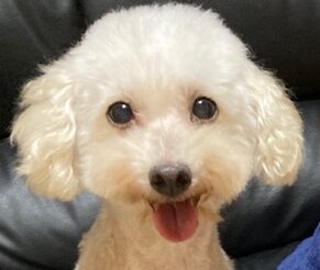 こころみたすペット思い出セレモニーにて葬儀したペットちゃん | ココちゃん