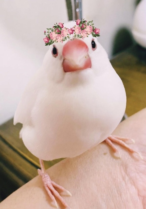 なつめちゃん | こころみたす ペット思い出セレモニー