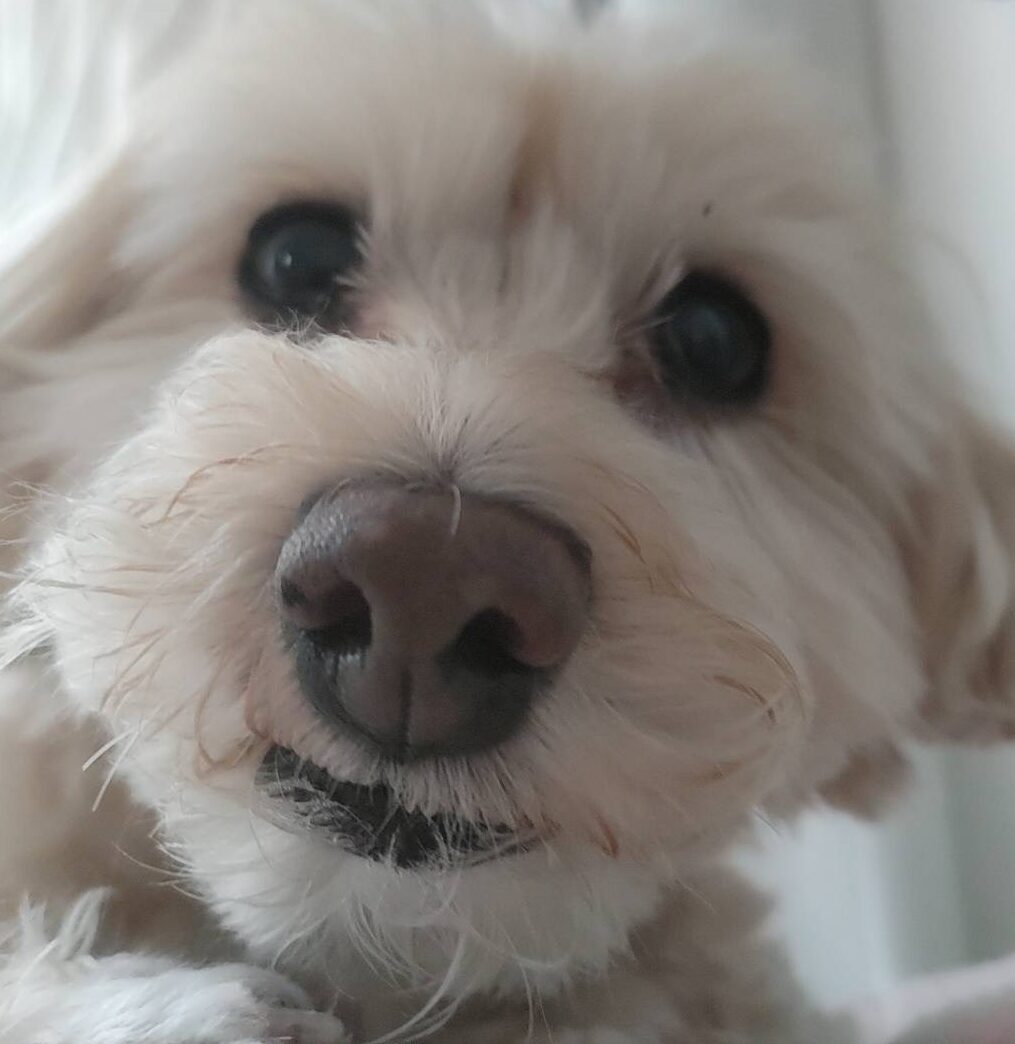 こころみたすペット思い出セレモニーにて葬儀したペットちゃん | ちゃちゃ丸ちゃん