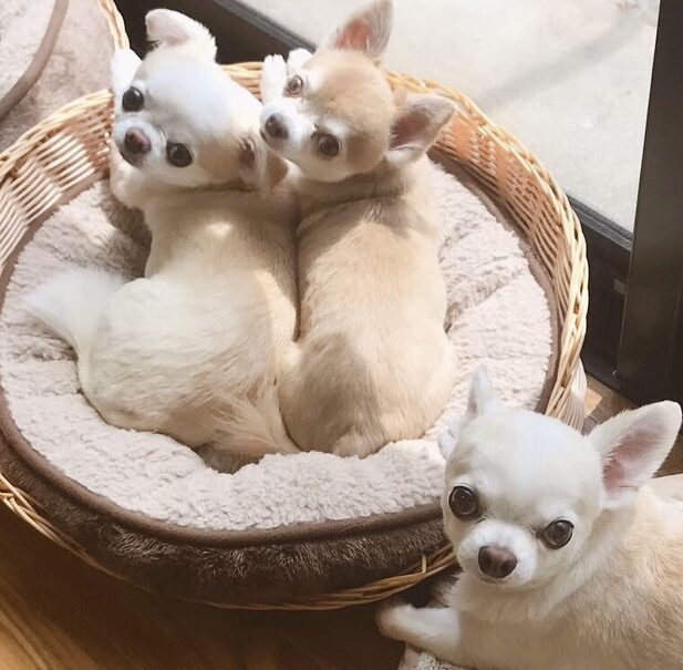こころみたすペット思い出セレモニーにて葬儀したペットちゃん | デコくん