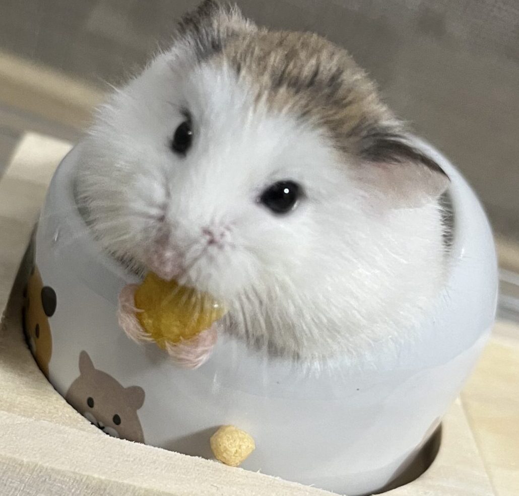 こころみたすペット思い出セレモニーにて葬儀したペットちゃん | ロボちゃん