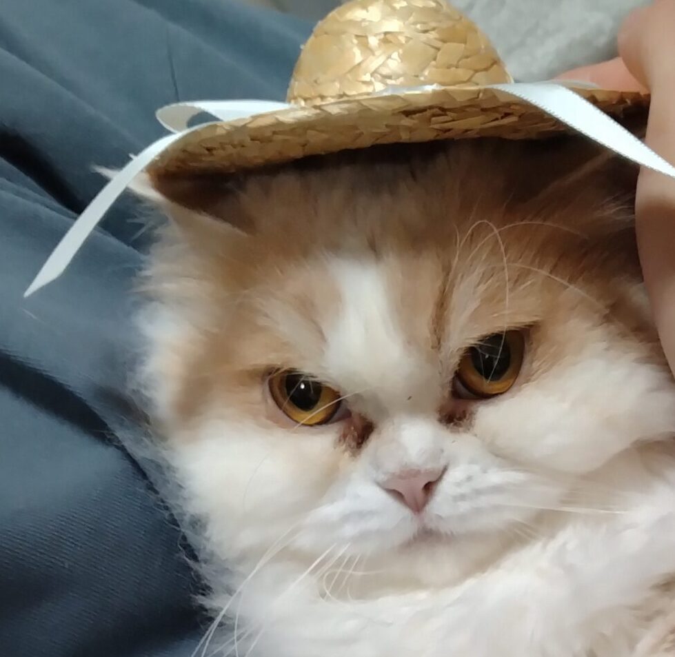 こころみたすペット思い出セレモニーにて葬儀したペットちゃん | めめちゃん