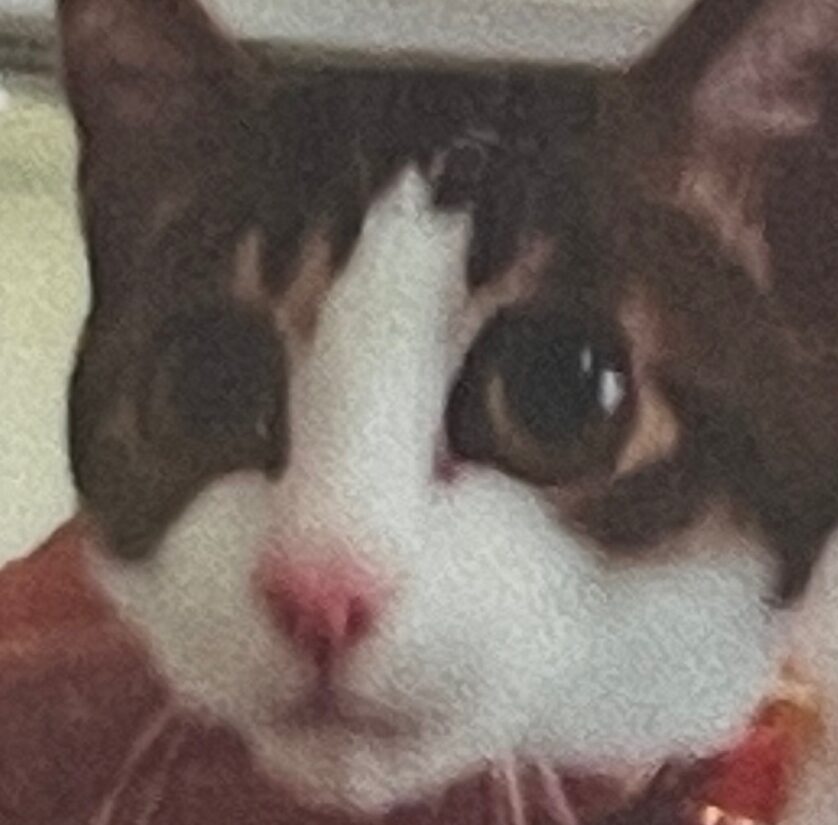 こころみたすペット思い出セレモニーにて葬儀したペットちゃん | ソラちゃん