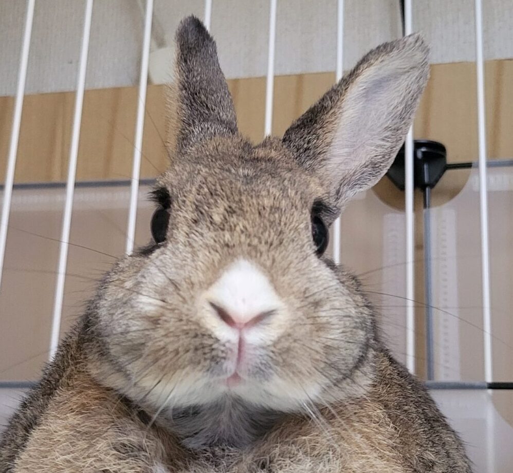 こころみたすペット思い出セレモニーにて葬儀したペットちゃん | びびちゃん