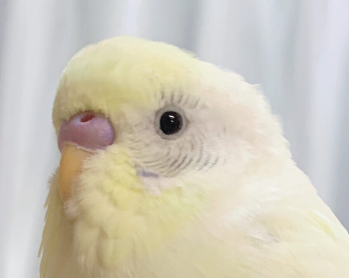 こころみたすペット思い出セレモニーにて葬儀したペットちゃん | 白羽くん