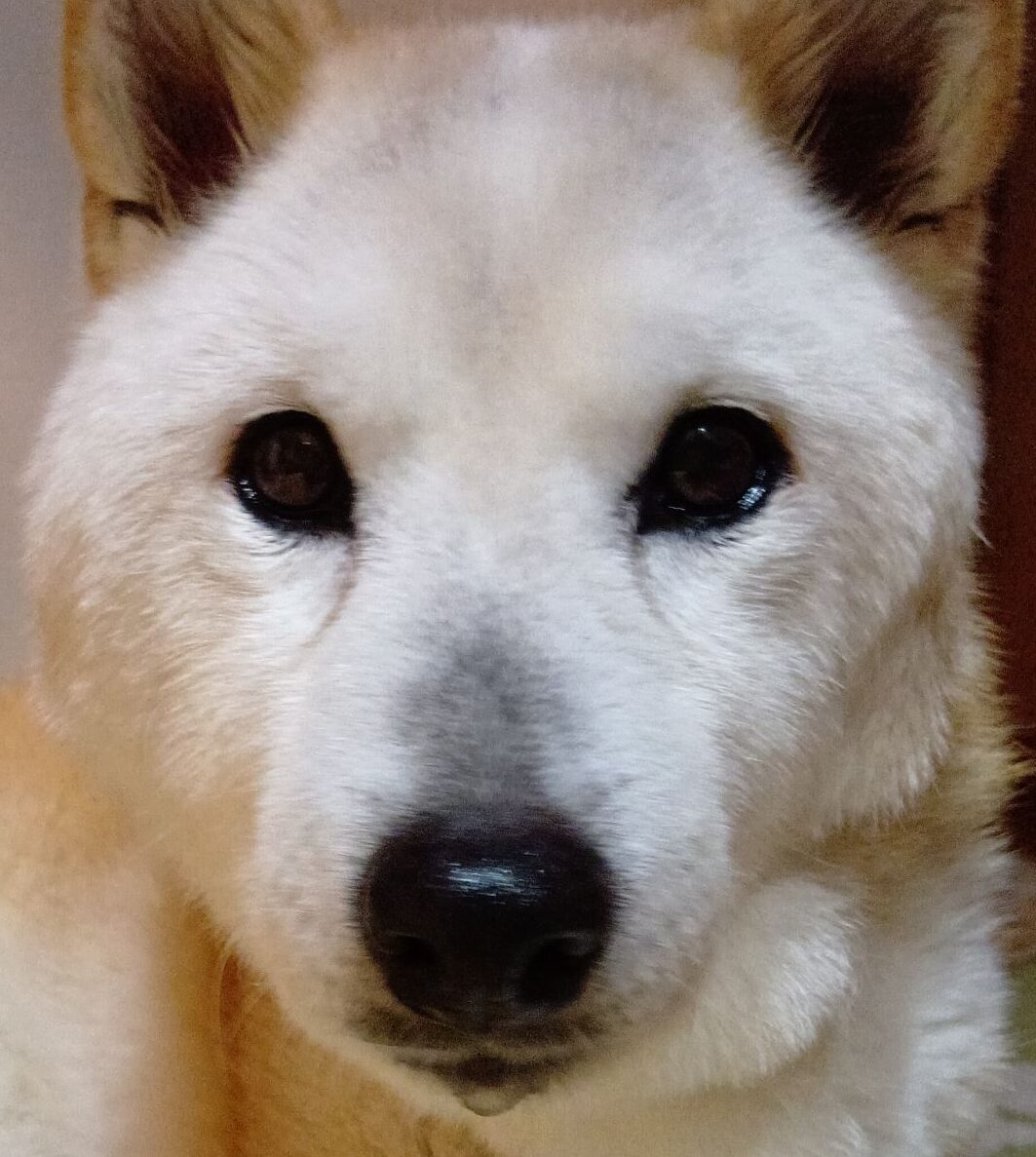 こころみたすペット思い出セレモニーにて葬儀したペットちゃん | さくらちゃん