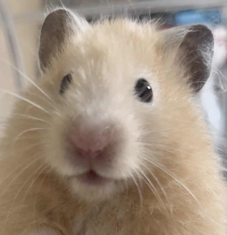 こころみたすペット思い出セレモニーにて葬儀したペットちゃん | ブルーちゃん