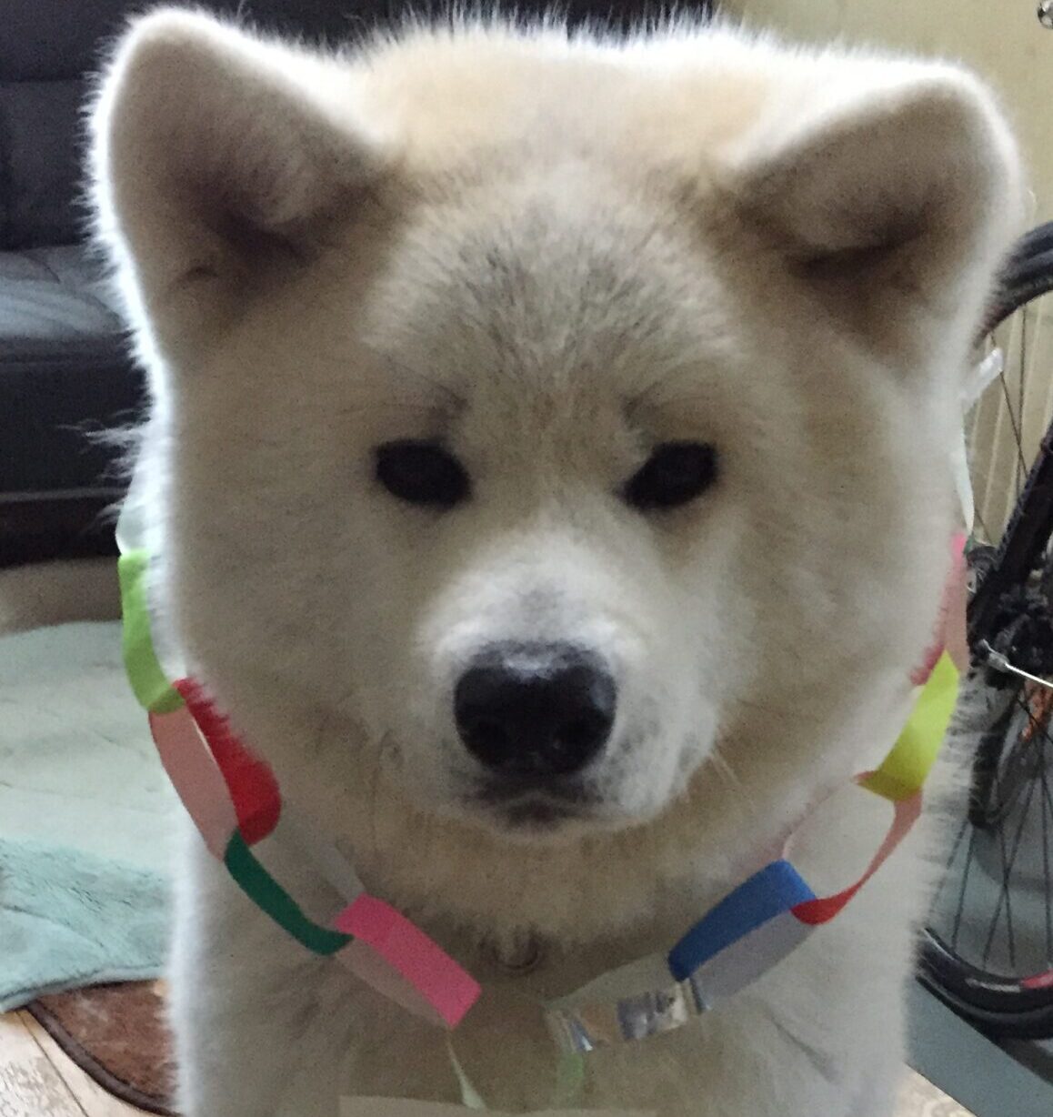 こころみたすペット思い出セレモニーにて葬儀したペットちゃん | 次郎くん