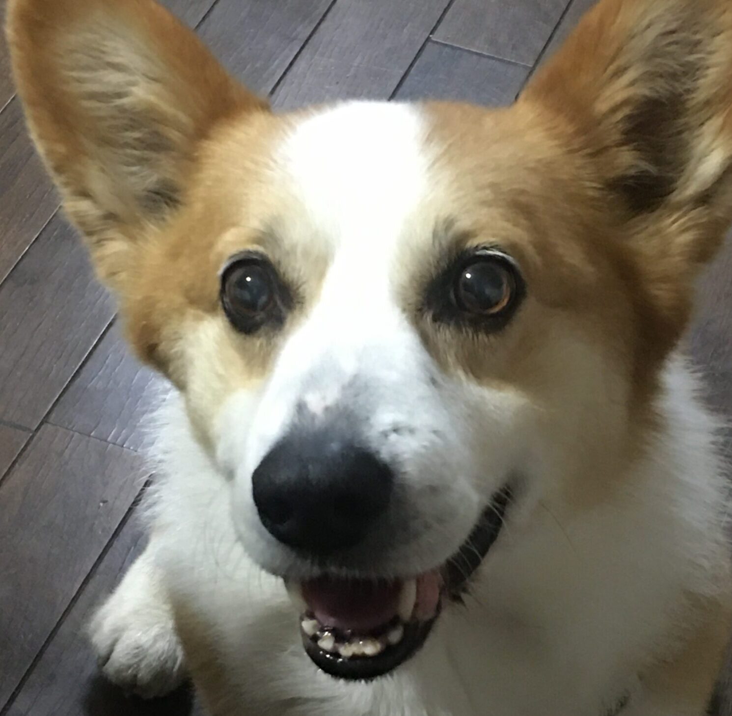 こころみたすペット思い出セレモニーにて葬儀したペットちゃん | ナルくん