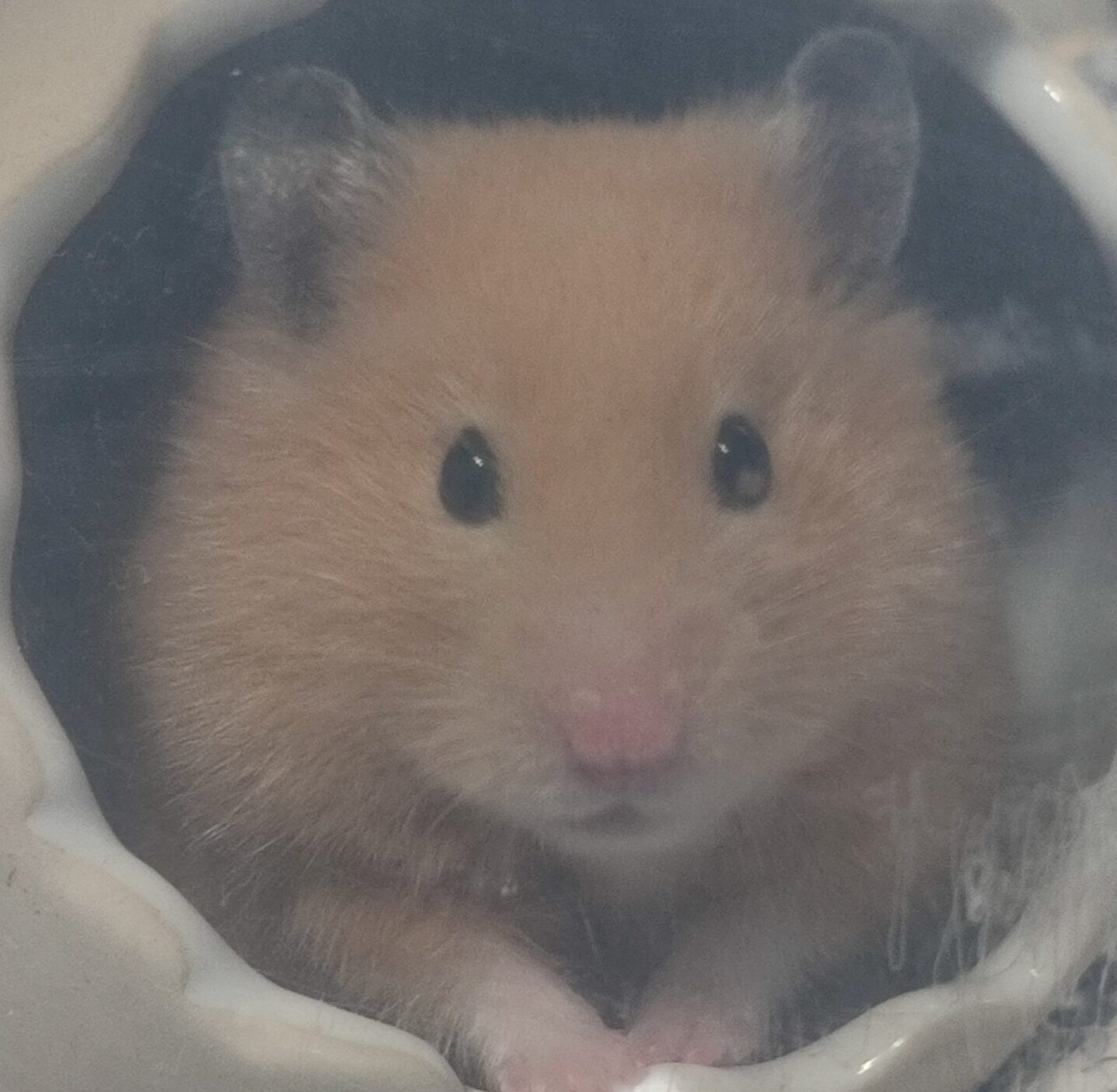 こころみたすペット思い出セレモニーにて葬儀したペットちゃん | マロンちゃん