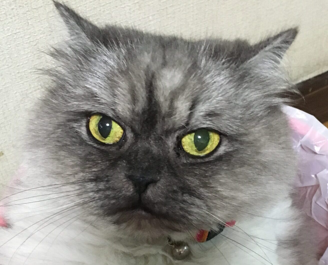 こころみたすペット思い出セレモニーにて葬儀したペットちゃん | ミロちゃん