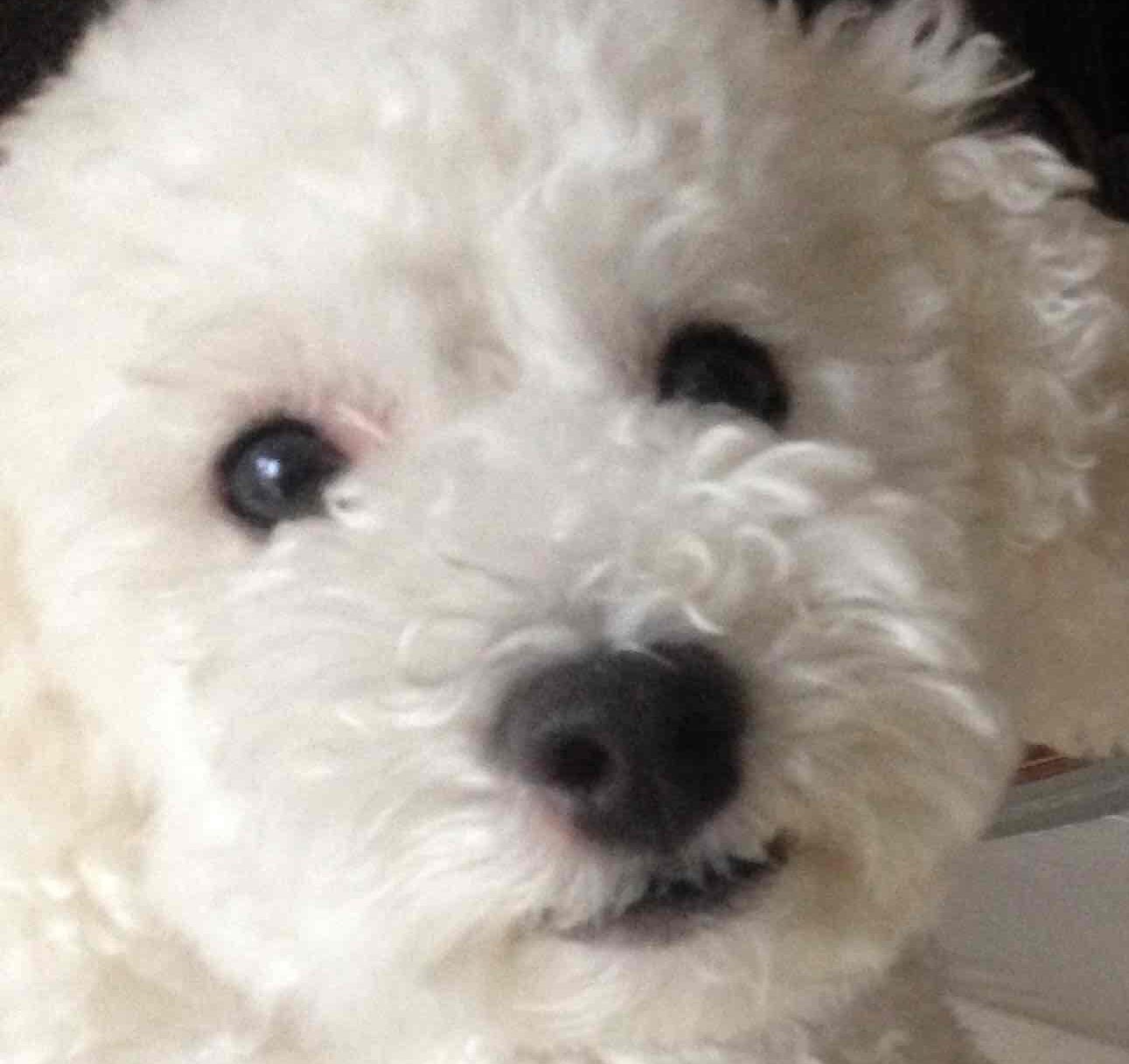 こころみたすペット思い出セレモニーにて葬儀したペットちゃん | トゥくん