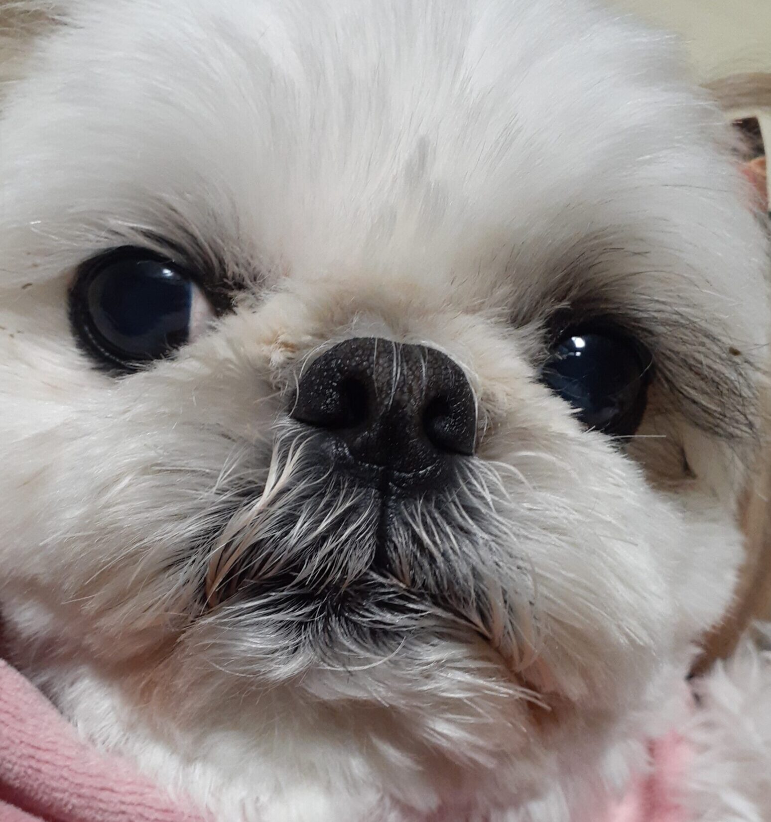 こころみたすペット思い出セレモニーにて葬儀したペットちゃん | エースくん