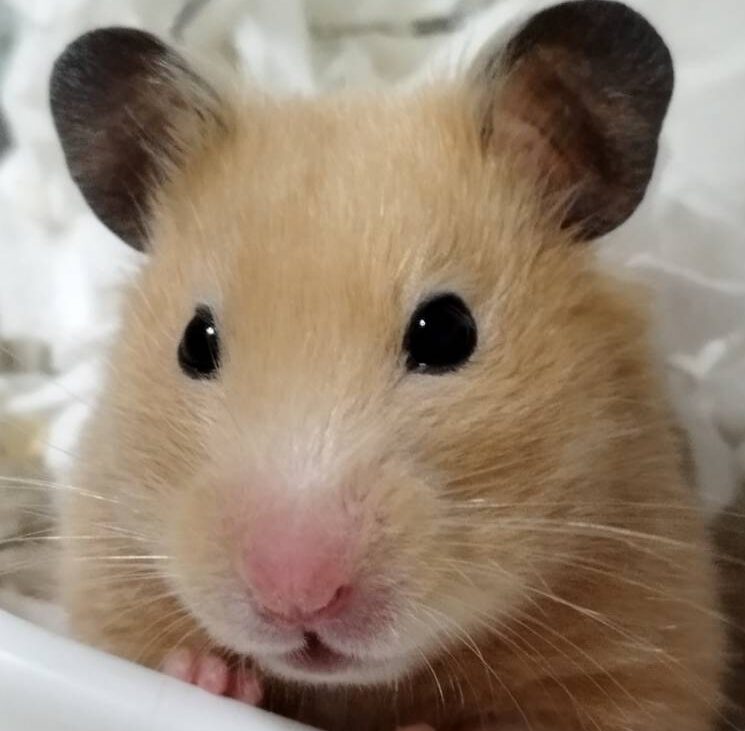 こころみたすペット思い出セレモニーにて葬儀したペットちゃん | きなこちゃん
