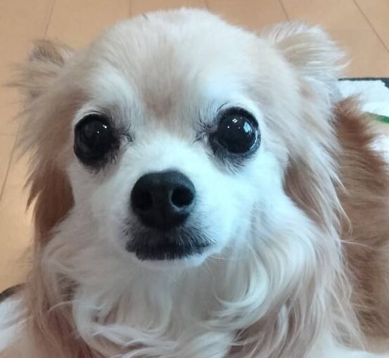 こころみたすペット思い出セレモニーにて葬儀したペットちゃん | こりきくん