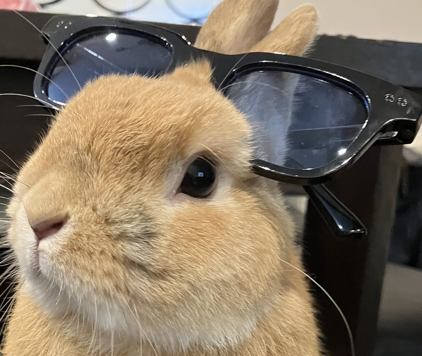 こころみたすペット思い出セレモニーにて葬儀したペットちゃん | すみもんくん