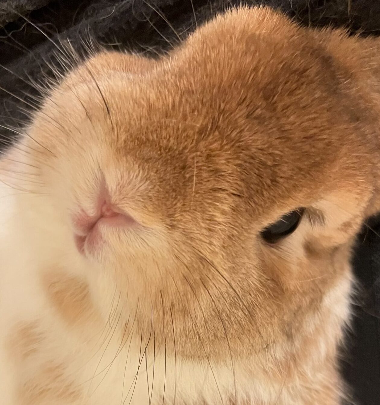 こころみたすペット思い出セレモニーにて葬儀したペットちゃん | レンちゃん