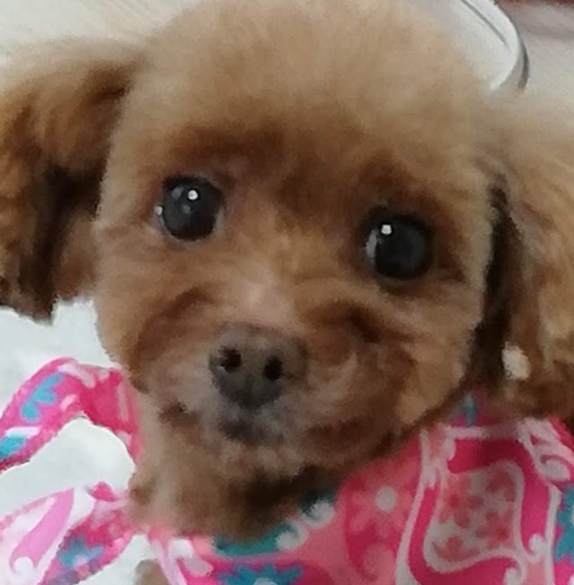 こころみたすペット思い出セレモニーにて葬儀したペットちゃん | すずちゃん