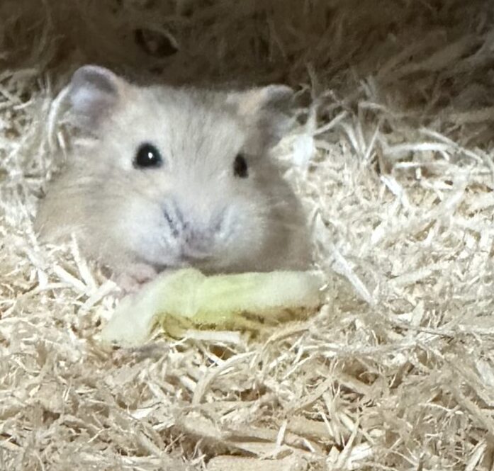 こころみたすペット思い出セレモニーにて葬儀したペットちゃん | 卵月ちゃん