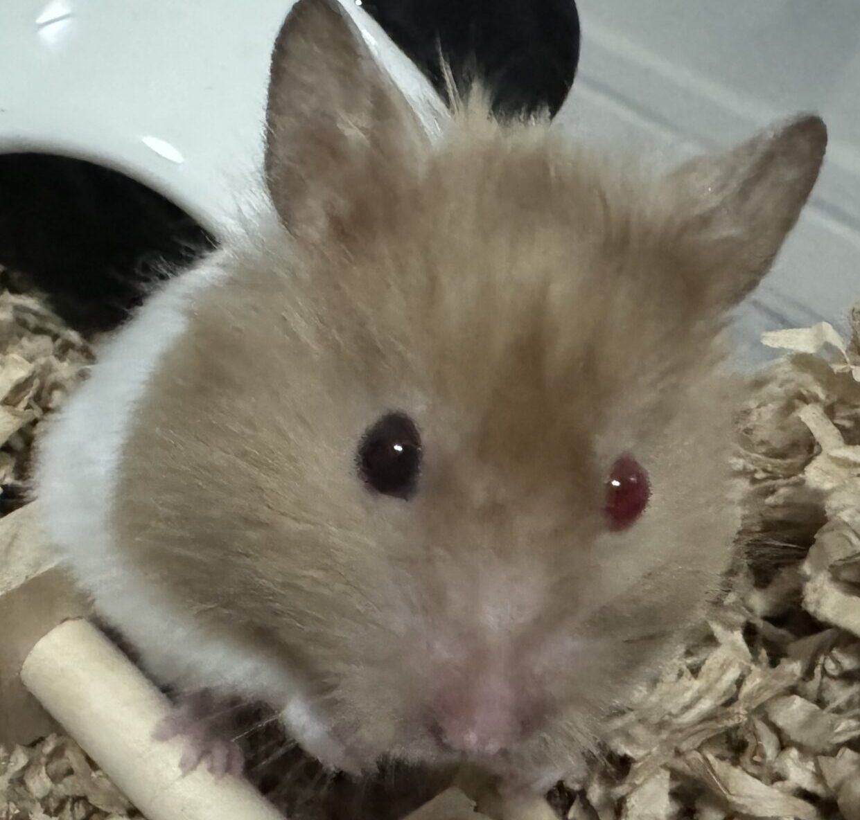 こころみたすペット思い出セレモニーにて葬儀したペットちゃん | モカちゃん