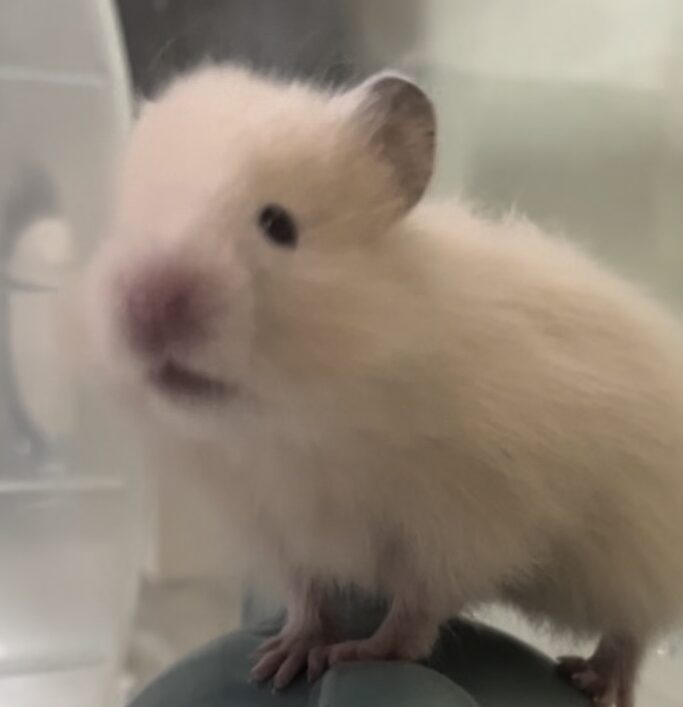 こころみたすペット思い出セレモニーにて葬儀したペットちゃん | じゃがいもくん