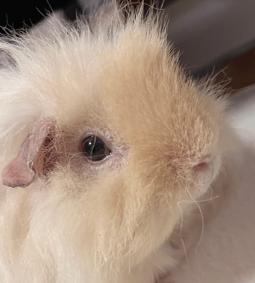 こころみたすペット思い出セレモニーにて葬儀したペットちゃん | アネちゃん