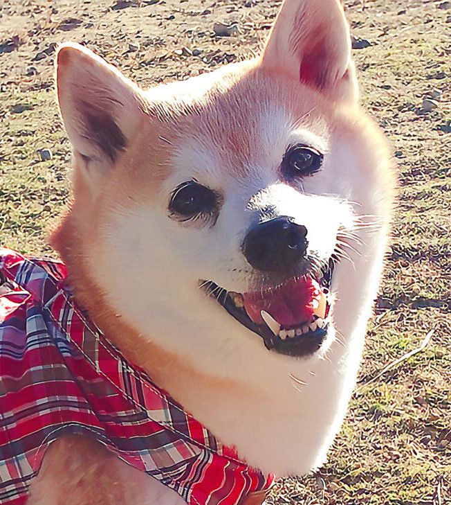こころみたすペット思い出セレモニーにて葬儀したペットちゃん | 舞鈴ちゃん