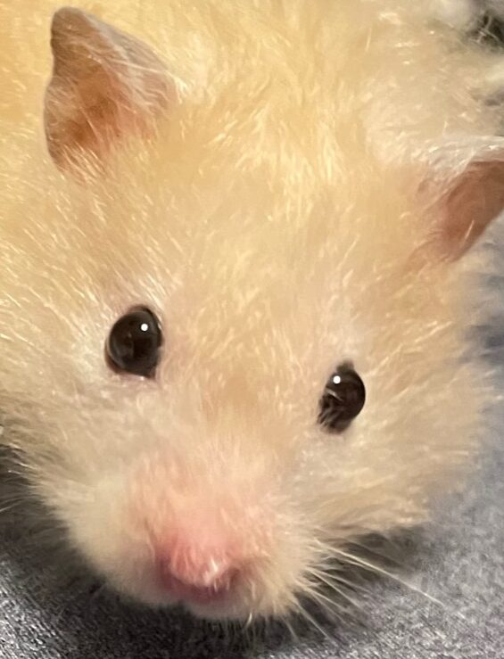 こころみたすペット思い出セレモニーにて葬儀したペットちゃん | 親方くん