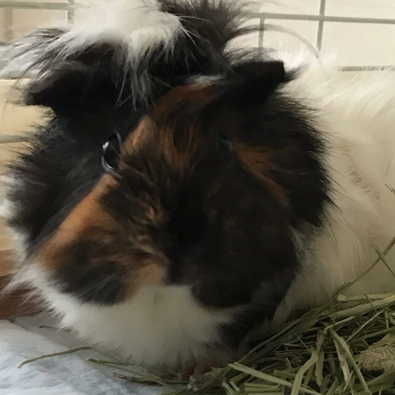 ルーシーちゃん | こころみたす ペット思い出セレモニー