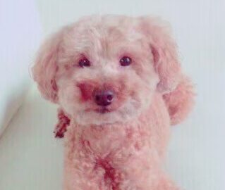 パルちゃん | こころみたす ペット思い出セレモニー