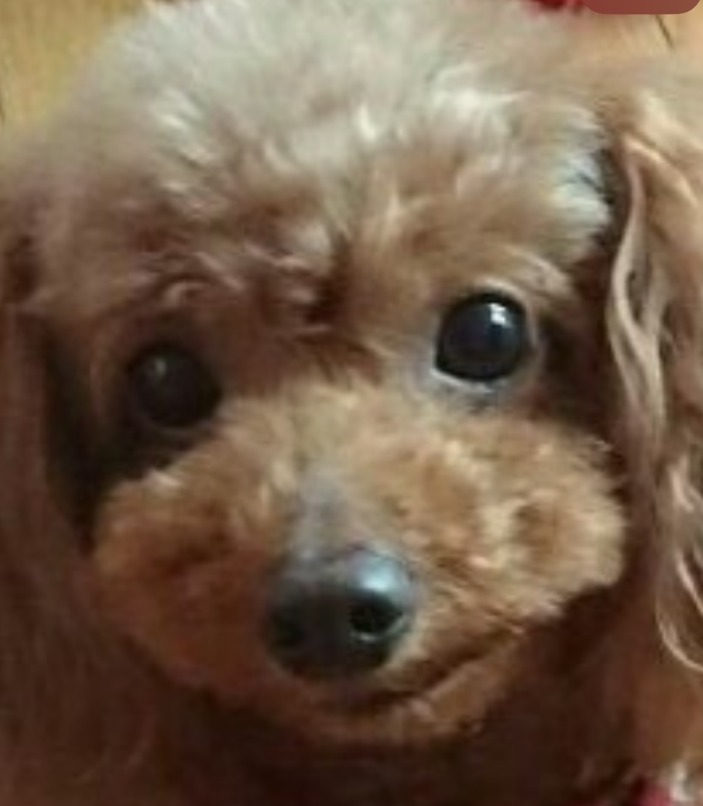 こころみたすペット思い出セレモニーにて葬儀したペットちゃん | ここあちゃん