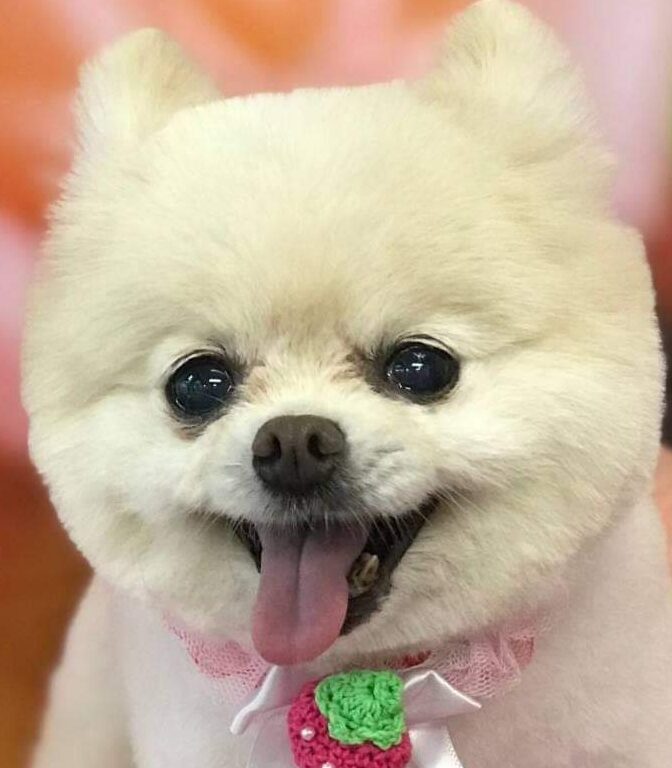 こころみたすペット思い出セレモニーにて葬儀したペットちゃん | マミちゃん