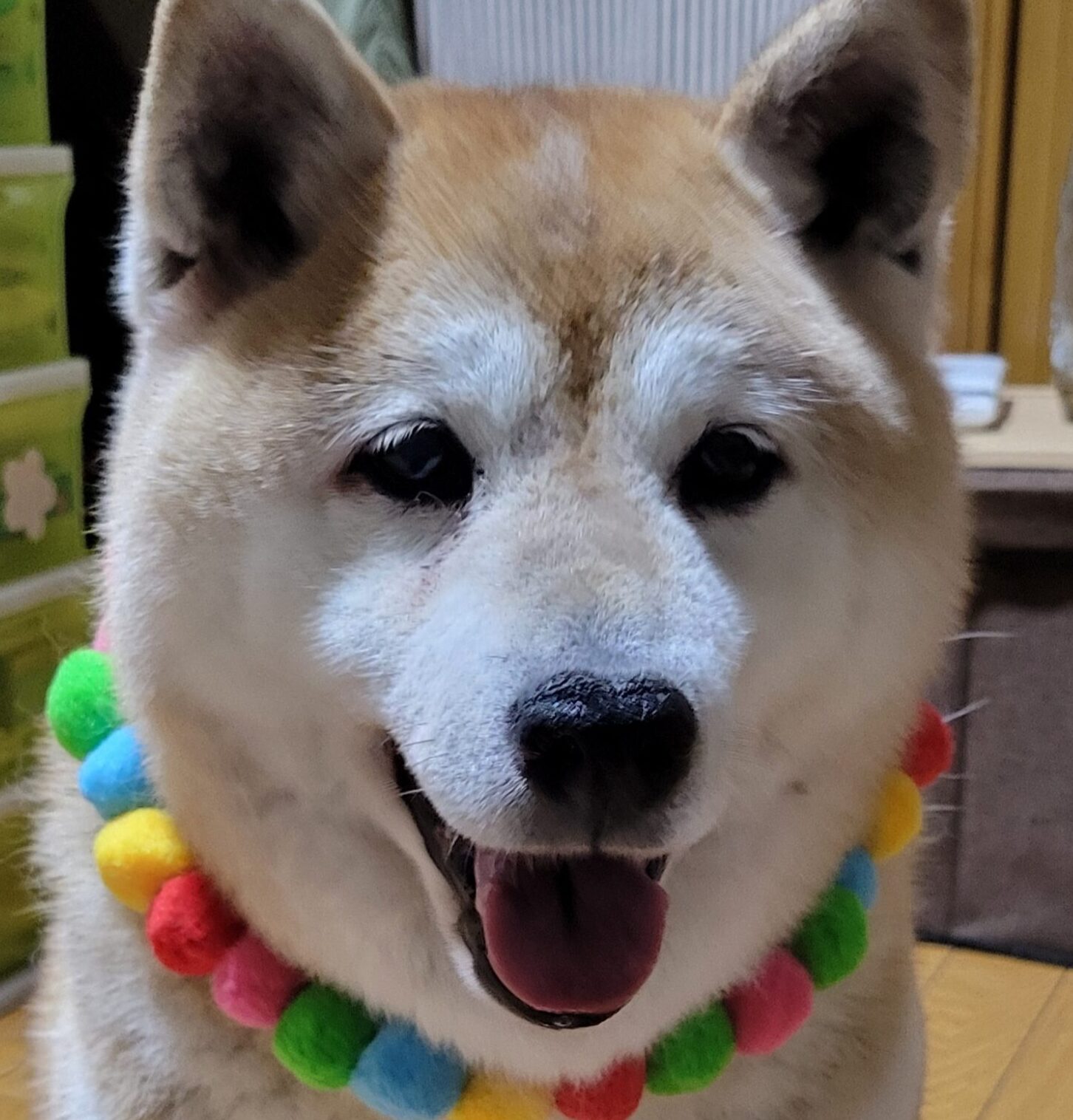 こころみたすペット思い出セレモニーにて葬儀したペットちゃん | さくらちゃん
