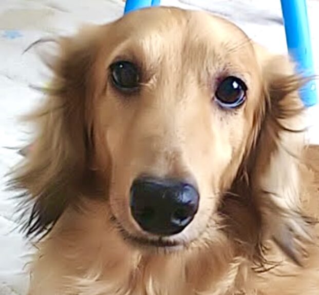 こころみたすペット思い出セレモニーにて葬儀したペットちゃん | ダニエルくん