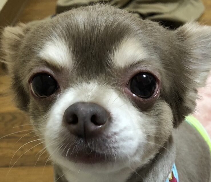 ぽんたくん | こころみたす ペット思い出セレモニー