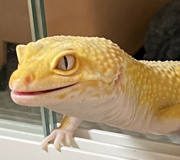 もなかちゃん | こころみたす ペット思い出セレモニー